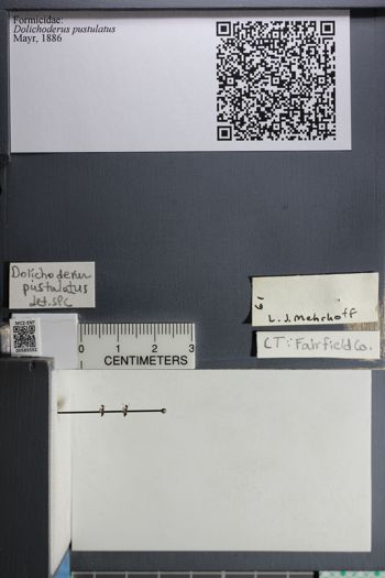 Media type: image;   Entomology 585592